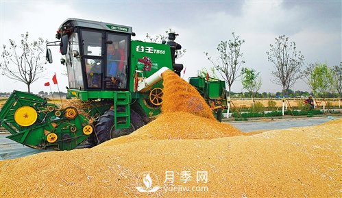 河南商水：高標準農田有啥不一樣(圖1)