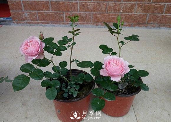 種養月季要多大的花盆合適？(圖1)