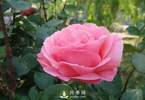 月季人稱(chēng)花中皇后，盆栽月季開(kāi)花的關(guān)鍵是什么？(圖1)