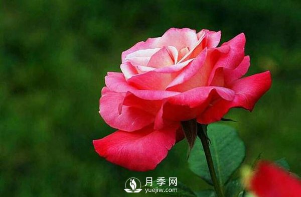 在栽培大花月季苗中，都要準備些什么事情(圖1)