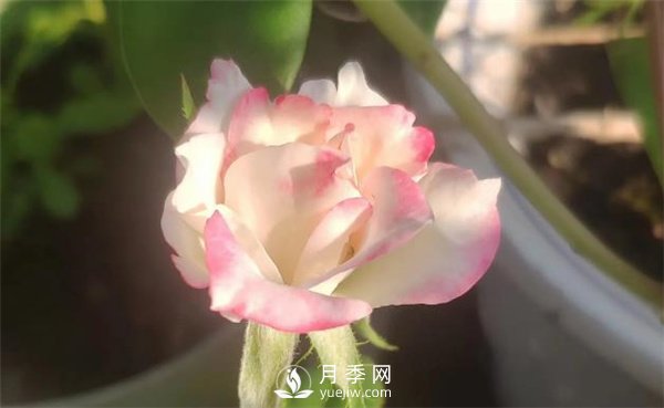 養殖月季要知道月季生長(cháng)的習性，影響月季生長(cháng)的因素有哪些？(圖1)