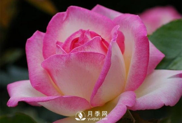 用什么方法能延長(cháng)大花月季的開(kāi)花期(圖1)