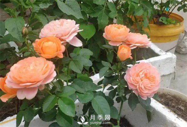 地栽的月季苗，想移栽到盆里，那么該怎么辦(圖1)