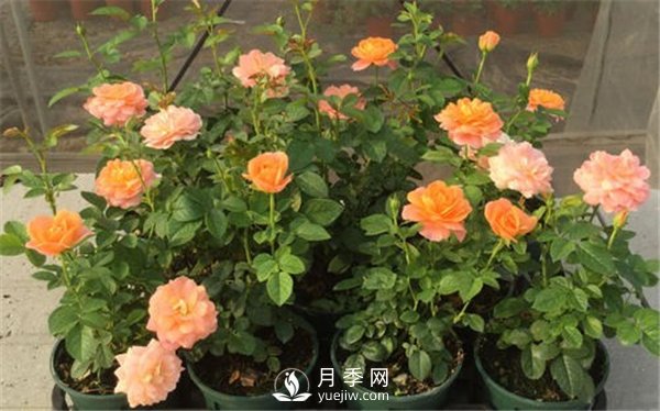 北方月季小苗該怎樣修剪？(圖1)