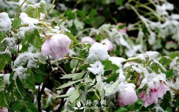 立春了，注意防護苗木倒春寒(圖1)
