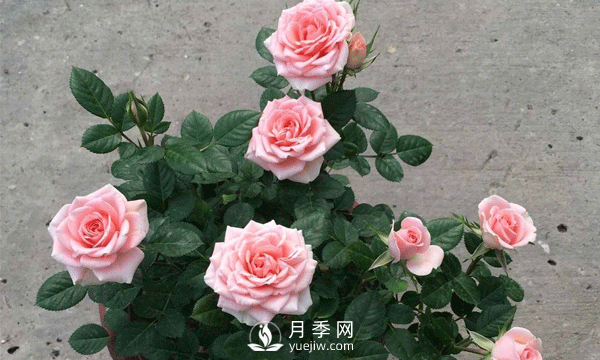 現在發(fā)展苗木還有市場(chǎng)嗎？種植綠化苗木要掌握以下關(guān)鍵措施(圖2)