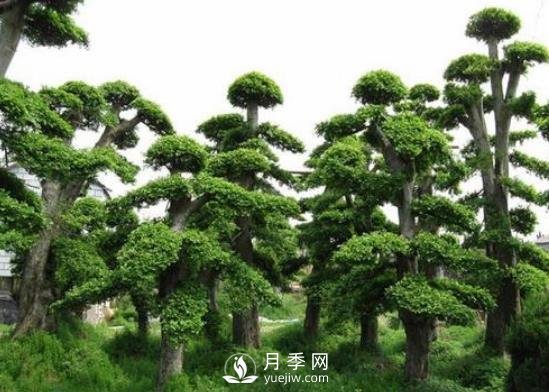 十大名貴樹(shù)木有哪些？(圖1)
