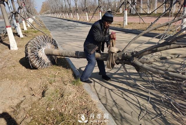 現在種植什么綠化苗木前景好？(圖1)