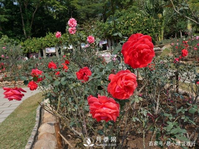 廣州“五彩繽紛”的月季花園，開(kāi)滿(mǎn)全園，游客贊道太美了(圖2)