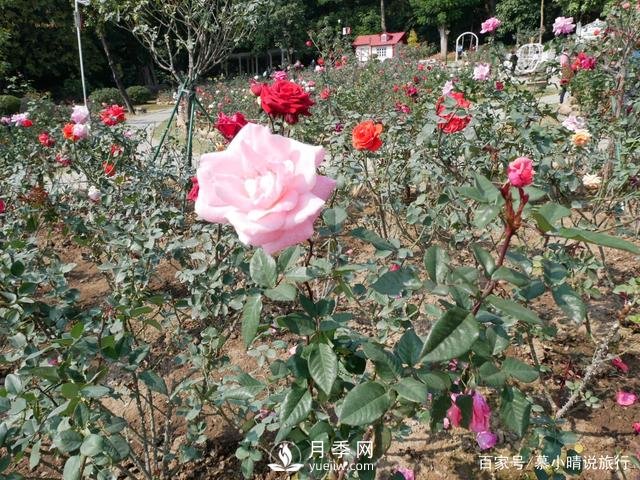 廣州“五彩繽紛”的月季花園，開(kāi)滿(mǎn)全園，游客贊道太美了(圖4)