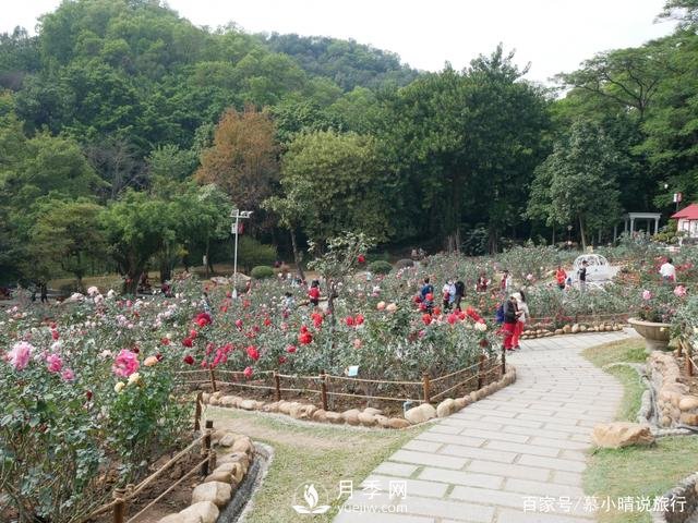 廣州“五彩繽紛”的月季花園，開(kāi)滿(mǎn)全園，游客贊道太美了(圖3)