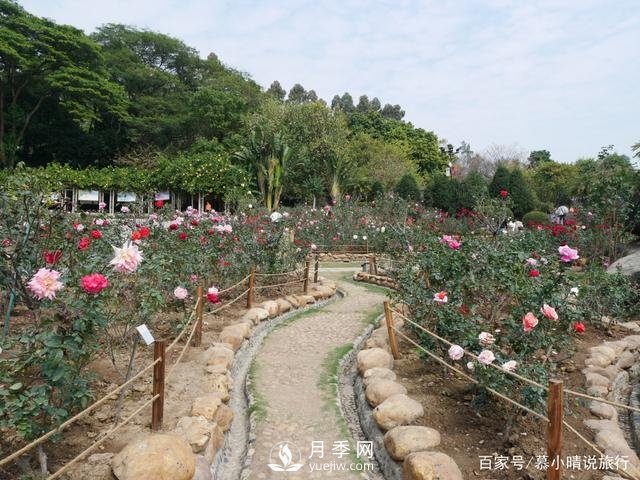 廣州“五彩繽紛”的月季花園，開(kāi)滿(mǎn)全園，游客贊道太美了(圖1)