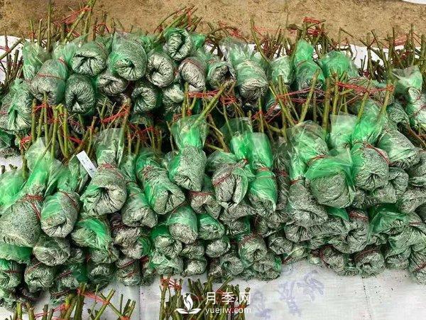 冬天必入的南陽(yáng)月季裸根苗就此結束，明年盆花月季見(jiàn)(圖2)