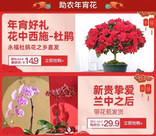 福建廣東等省年宵花遭遇滯銷(xiāo)，天貓等平臺為花農解困(圖1)
