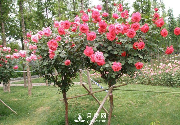 退林還耕政策高壓，苗木人該如何做(圖1)