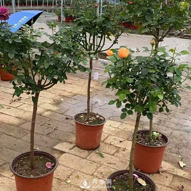 南陽(yáng)產(chǎn)地棒棒糖月季樹(shù)的品種、價(jià)格和小知識(圖2)