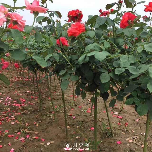 棒棒糖月季樹(shù)基地批發(fā)價(jià)格(圖3)