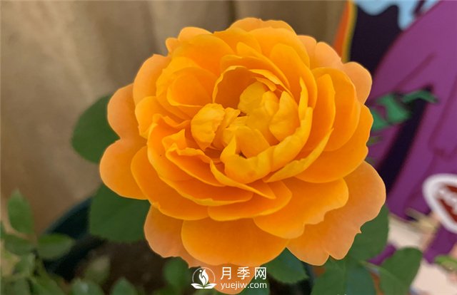 推薦5款月季品種，好看又好養，抗病能力強，值得擁有(圖1)