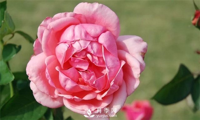 推薦5款月季品種，好看又好養，抗病能力強，值得擁有(圖4)