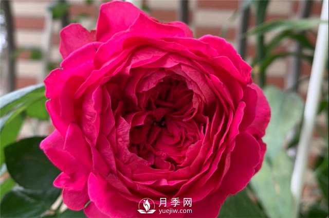 推薦5款月季品種，好看又好養，抗病能力強，值得擁有(圖5)