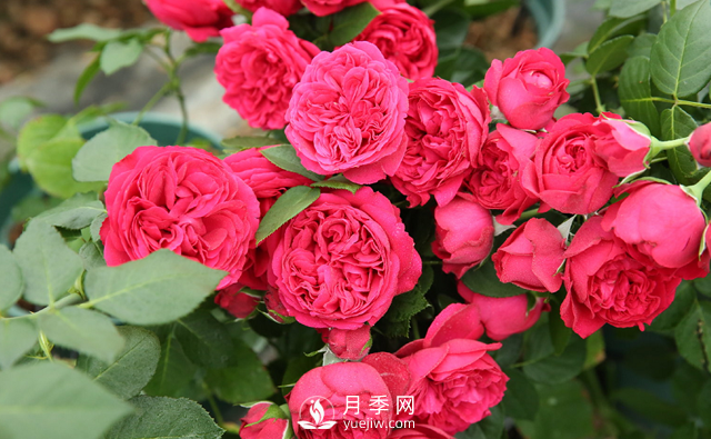 超級耐熱！南方必備！推薦3個(gè)耐熱月季品種(圖1)