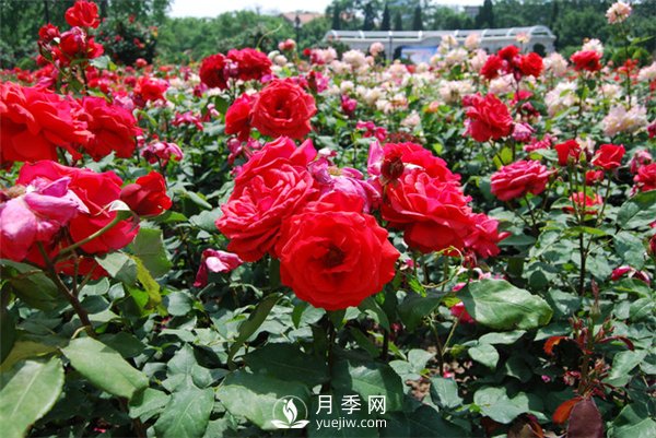 新鄉月季種植的矮化密植(圖1)
