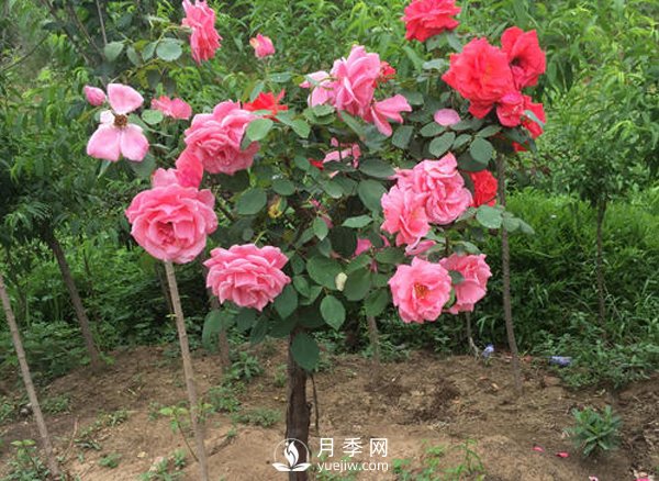 南陽(yáng)月季高產(chǎn)養護管理方法(圖1)