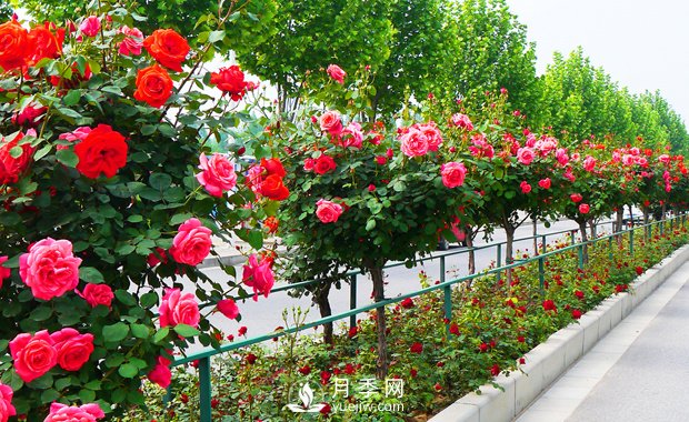 月季花什么時(shí)候開(kāi)你知道嗎？(圖1)