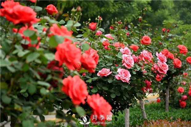 春暖花開(kāi)那么月季花春天怎么養你知道嗎？(圖1)