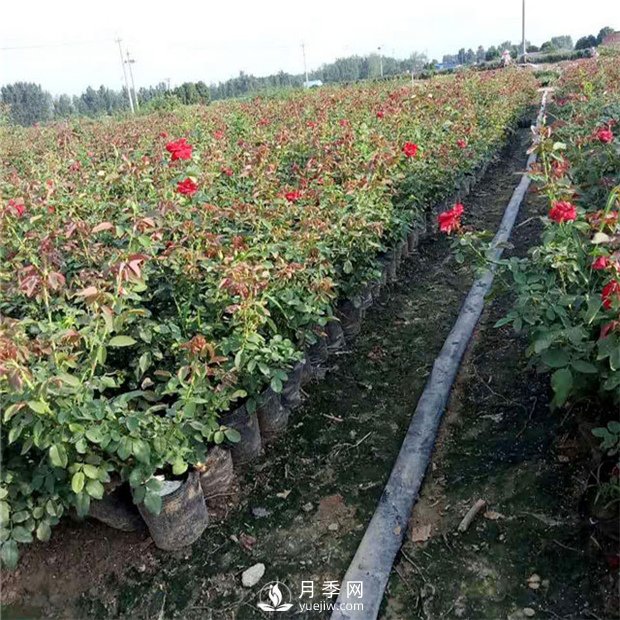 南陽(yáng)盆花月季種植技巧(圖1)