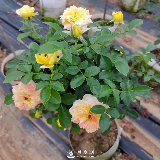 南陽(yáng)月季種植的常識(圖1)