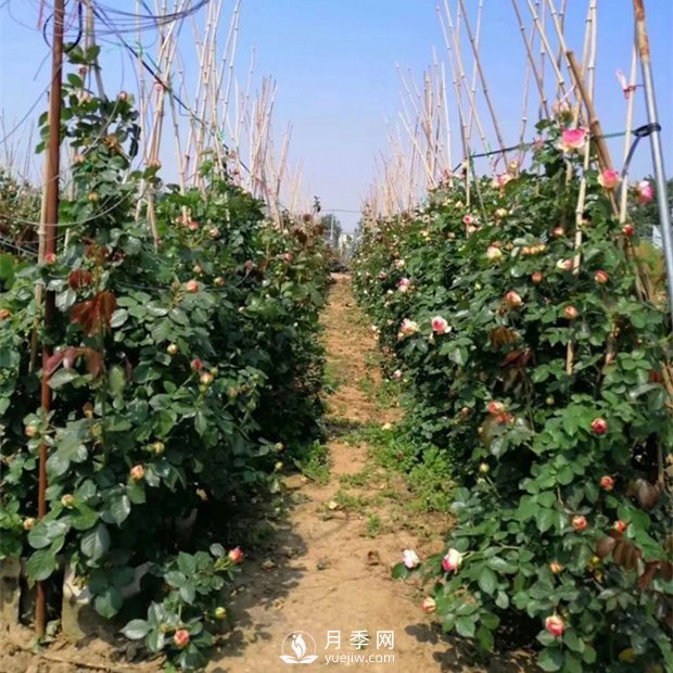 四季開(kāi)花的南陽(yáng)藤本月季有哪些？(圖1)