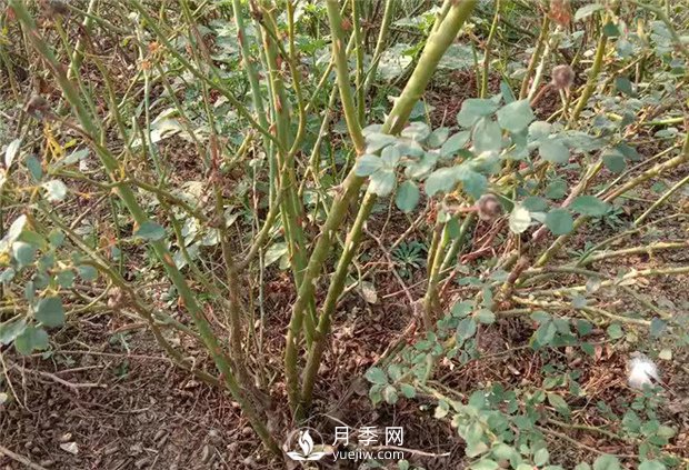 南陽(yáng)月季苗在嫁接接芽上的如何選擇？(圖1)