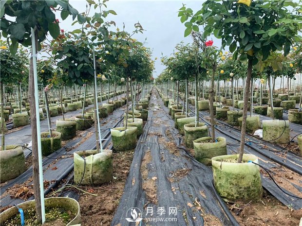 樹(shù)狀月季扦插苗假植如何操作？如何栽種培養缽苗？(圖1)
