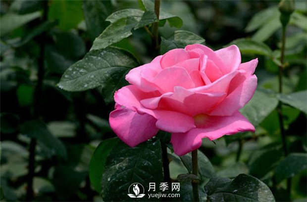植物僵苗是怎么回事？月季網(wǎng)告訴你(圖1)