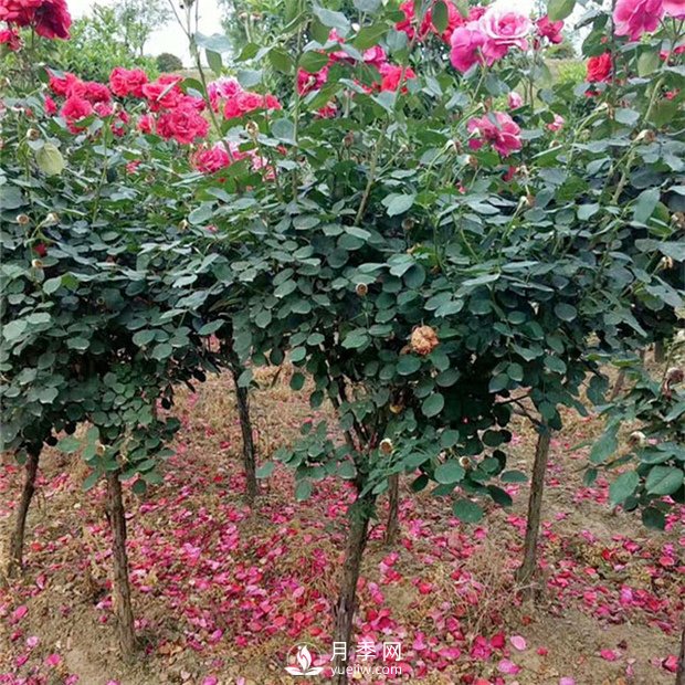 樹(shù)狀月季修剪有哪些作用？月季網(wǎng)告訴你(圖1)