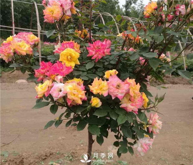 盆栽月季樹(shù)如何栽培？月季網(wǎng)告訴你(圖1)