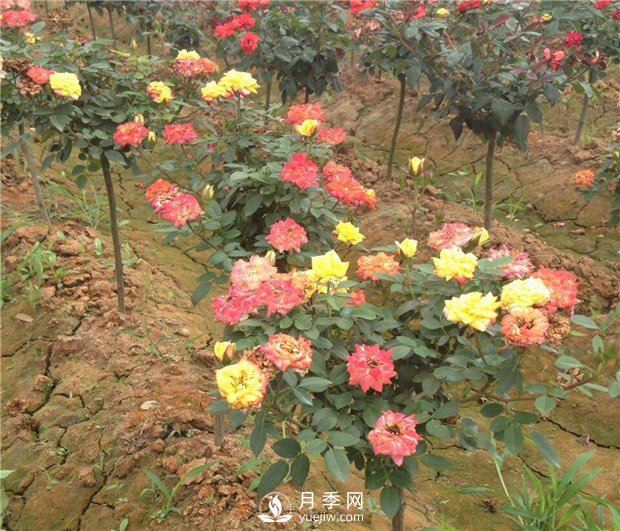 樹(shù)狀月季有哪些特點(diǎn)和種類(lèi)？(圖2)
