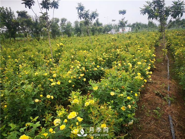 為什么月季的桿子會(huì )黑了？月季蚜蟲(chóng)有哪些危害？如何防治？(圖1)