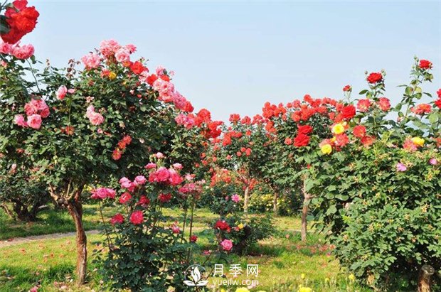 樹(shù)狀月季和棒棒糖月季能嫁接哪些月季品種？(圖2)