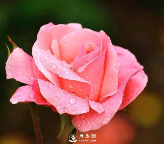 有人說(shuō)養月季破財，月季適合家里養嗎？(圖1)
