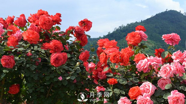 花卉，“花”與“卉”各有其不同的含義(圖1)
