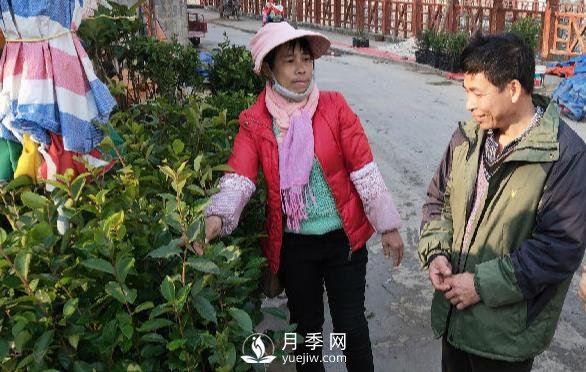廣西巴馬：植樹(shù)造林掀高潮苗木市場(chǎng)購銷(xiāo)旺(圖1)