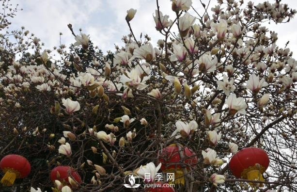 吉安市珍貴花木為春節增色添香(圖1)