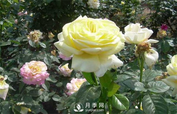 第十屆中國花博會(huì )月季苗木儲備技術(shù)培訓在上海舉辦(圖1)