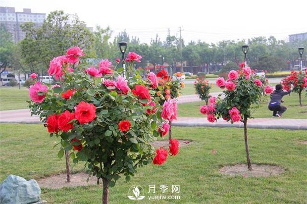 月季花如何養護更加好？做好5點(diǎn)，月季花開(kāi)超多！(圖1)