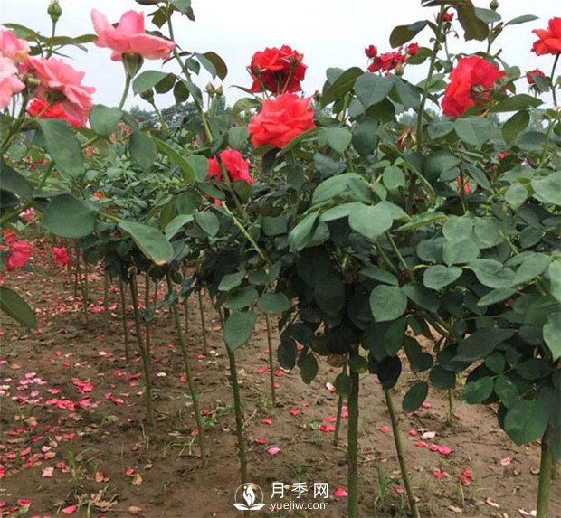 南陽(yáng)月季樹(shù)介紹月季生長(cháng)習性知識介紹(圖1)