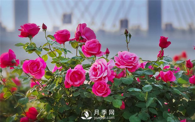 品質(zhì)好價(jià)格低，月季批發(fā)就來(lái)月季網(wǎng)基地(圖1)