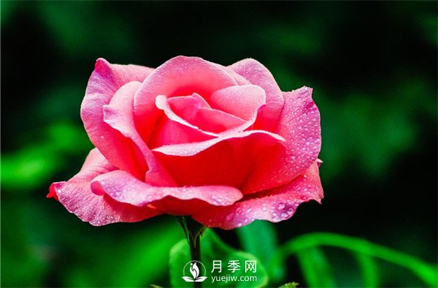品質(zhì)好價(jià)格低，月季批發(fā)就來(lái)月季網(wǎng)基地(圖2)