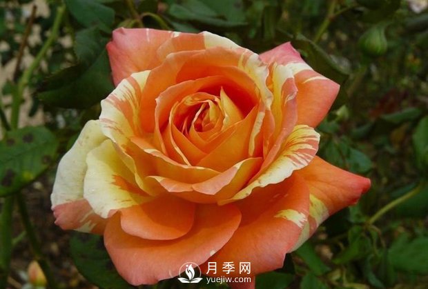 淘寶花店買(mǎi)月季花苗如何不上當(圖1)